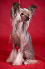 Fortuna Dogland Happy Fortuna Dogland Happy