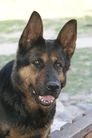 dog image background