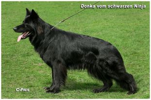 Donka vom schwarzen Ninja Donka vom schwarzen Ninja