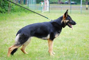 Zesara von der Waldesruh Zesara von der Waldesruh