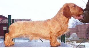 Heroic Heathcliff del Tocai Heroic Heathcliff del Tocai