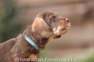 Katastrophe vom alten Friedrich Katastrophe vom alten Friedrich