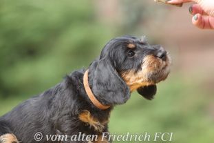 Kaiser vom alten Friedrich Kaiser vom alten Friedrich