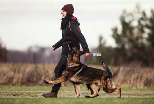 Ansgar vom Wolfsschrein Ansgar vom Wolfsschrein