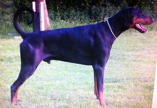 Hertog Faydo van Thekeda Hertog Faydo van Thekeda
