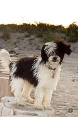 Little Crazy Cresteds Caspian Little Crazy Cresteds Caspian
