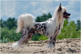 Olegro Katrin Noblesse Olegro Katrin Noblesse