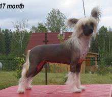 Vernisazh Mari Shanel Lubov Moya Vernisazh Mari Shanel Lubov Moya