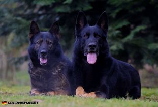 Esko vom Falkenseer Stern Esko vom Falkenseer Stern