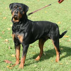 Csakvari Rott Brandon Csakvari Rott Brandon