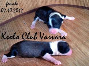 Ksolo Club Varvara Ksolo Club Varvara
