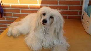 Sweet Cotton Ball Sweet Cotton Ball