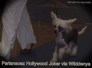 Pariansoez Hollywood Joker Via Wilddenya Pariansoez Hollywood Joker Via Wilddenya