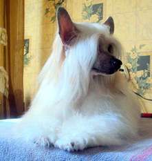 Anna Sky Kennel Zazu Little Bird Anna Sky Kennel Zazu Little Bird