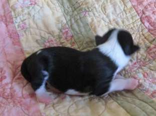 Pixietail Men In Black Pixietail Men In Black
