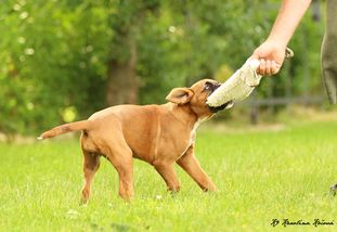 E.T. European K9 training base E.T. European K9 training base