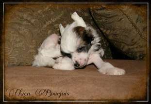 Jumper De Le Chien Bourjois Jumper De Le Chien Bourjois