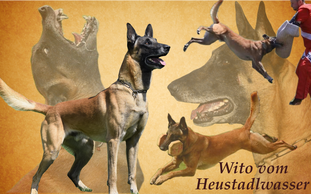Wito vom Heustadlwasser Wito vom Heustadlwasser