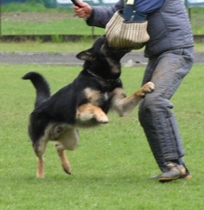 Ingo di Oroval Ingo di Oroval