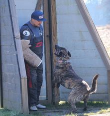 Dusty (NHSB 2959327) Dusty (NHSB 2959327)