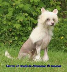 Nectar Of Clouds De Almamasan Nectar Of Clouds De Almamasan
