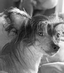 Royal Cresteds Hairless Heart Royal Cresteds Hairless Heart