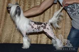 Mimi Dog Doll Kiss-curl Mimi Dog Doll Kiss-curl