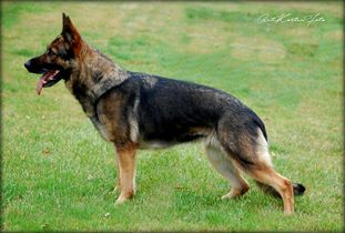 Akita von den drei Ulmen Akita von den drei Ulmen