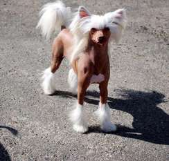 Mosaic Playboy Little Dog Of Dream Mosaic Playboy Little Dog Of Dream