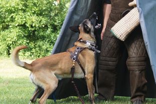 Boran vom Stockborn Boran vom Stockborn
