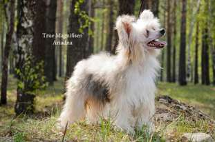True Magnifisen Ariadna True Magnifisen Ariadna
