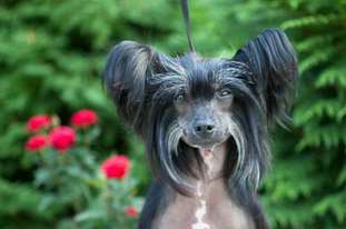 Dogland Happy Veritable Victory Dogland Happy Veritable Victory
