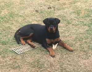 Xante von Rangersrott Xante von Rangersrott