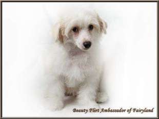 Beauty Flirt Ambassador Of Fairyland Beauty Flirt Ambassador Of Fairyland