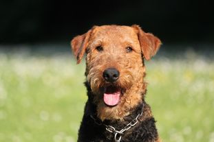 Jaz vom Tringensteiner Schelderwald Jaz vom Tringensteiner Schelderwald