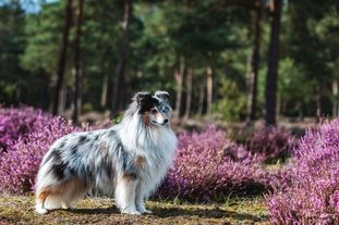 Eros von der Sheltieban Eros von der Sheltieban