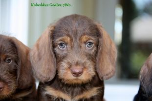 Kobeddus Godiva Kobeddus Godiva