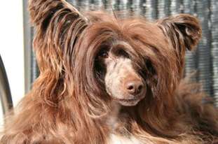 Absolute Souls Snickers Absolute Souls Snickers