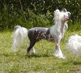 Moonlilys Archibald Moonlilys Archibald