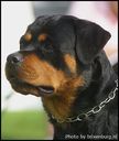 VOM ALTEN ZEN Rottweiler Kennel