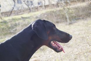 Dei Gloria Doberville Dragonheart Dei Gloria Doberville Dragonheart