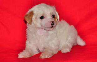Karnelius Chalk Fluffy Karnelius Chalk Fluffy