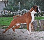 Cassius Legend Optimus di Zara