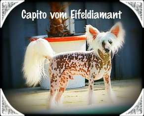 Capito Vom Eifeldiamant Capito Vom Eifeldiamant