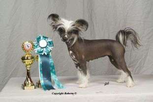 Be My Dog's Tickety- Boo Be My Dog's Tickety- Boo