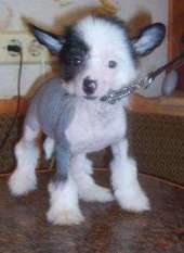 Orero Lovely New Legend Orero Lovely New Legend