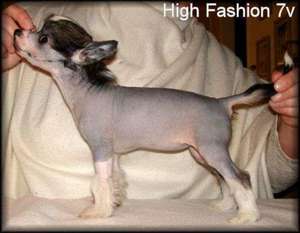 Blue Wing's High Fashion Blue Wing's High Fashion