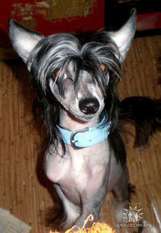 Dogland Happy Meigan Dogland Happy Meigan