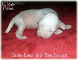 Kinder Bueno De Le Chien Bourjois Kinder Bueno De Le Chien Bourjois