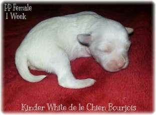 Kinder White De Le Chien Bourjois Kinder White De Le Chien Bourjois